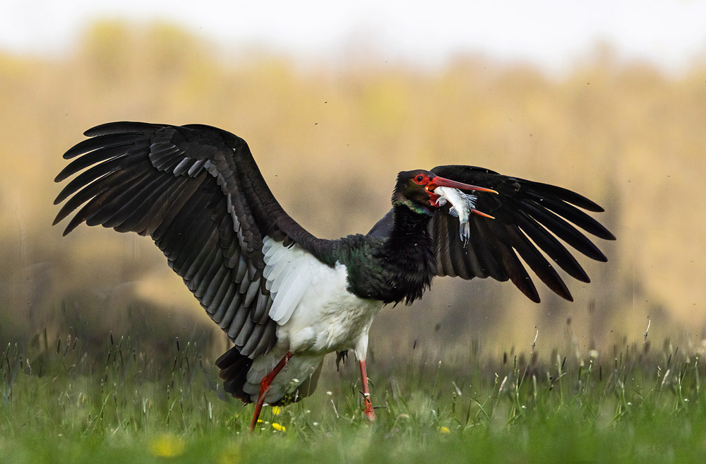 Black-Stork10