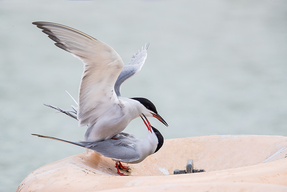 Common-Tern07