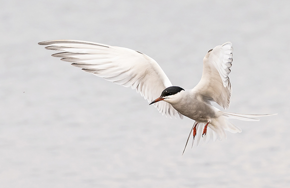 Common-Tern103