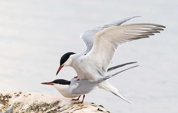 Common-Tern98