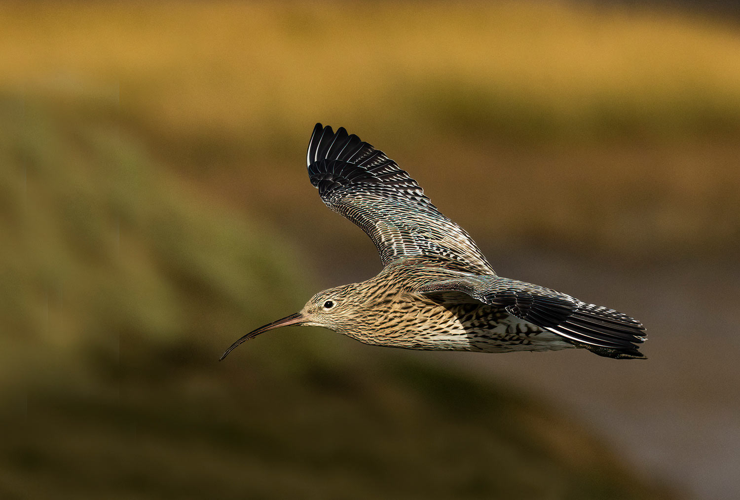 Curlew03