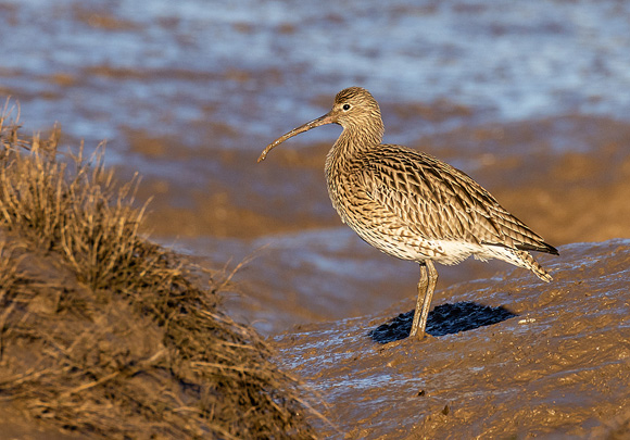 Curlew70
