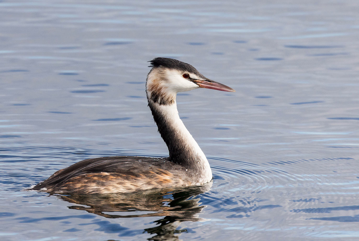 Great-Crested-Grebe19