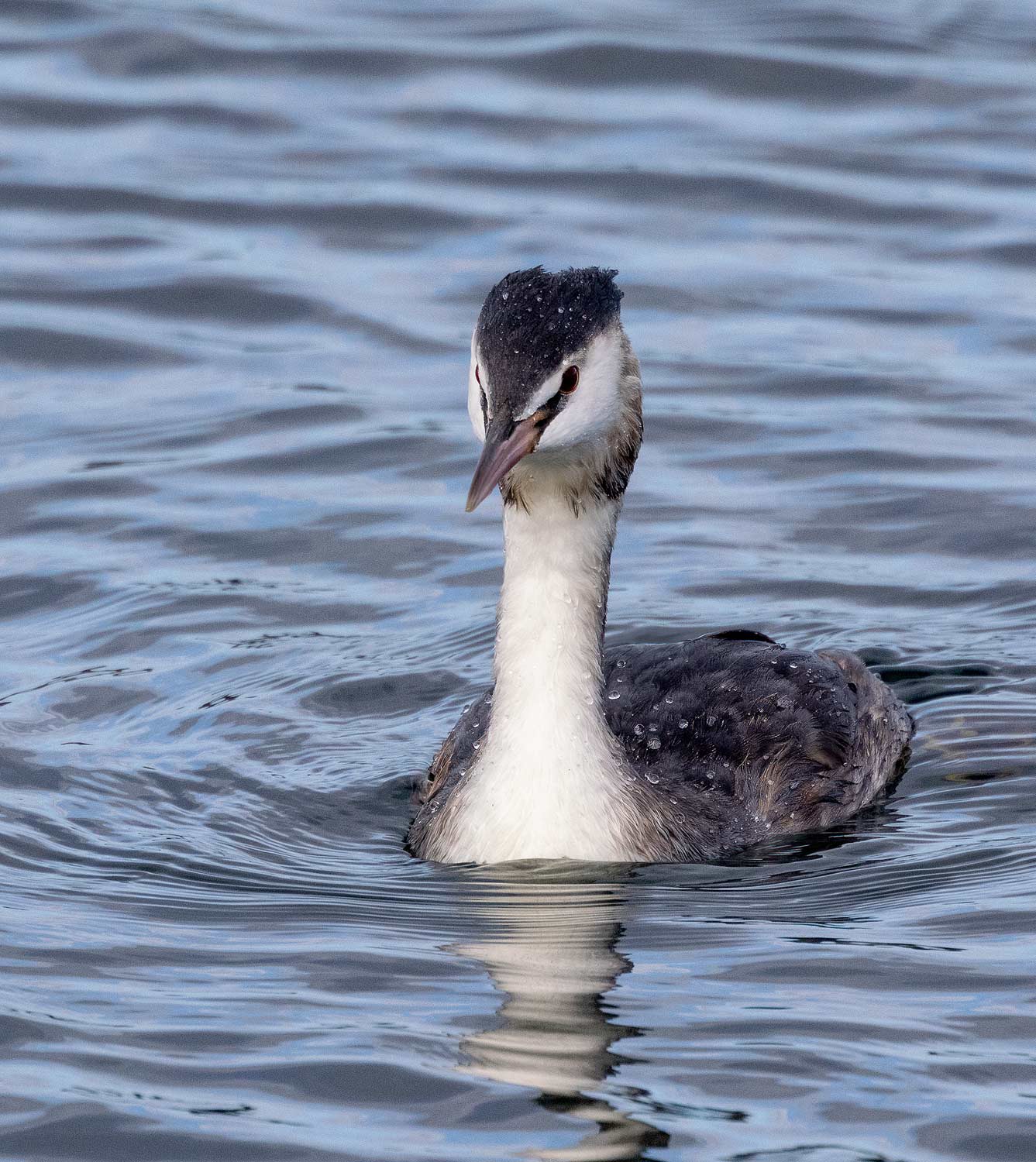 Great-Crested-Grebe26