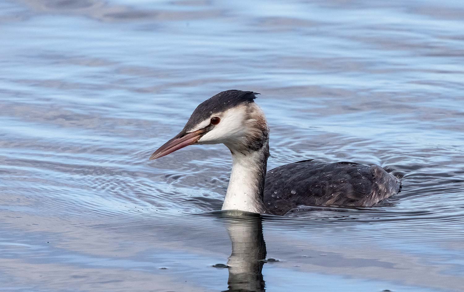 Great-Crested-Grebe28