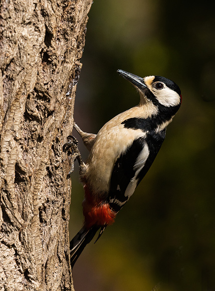 Great-Spotted-Woodpecker18
