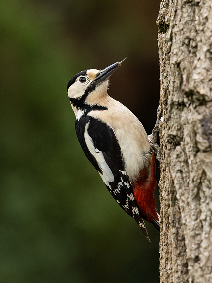 Great-Spotted-Woodpecker19