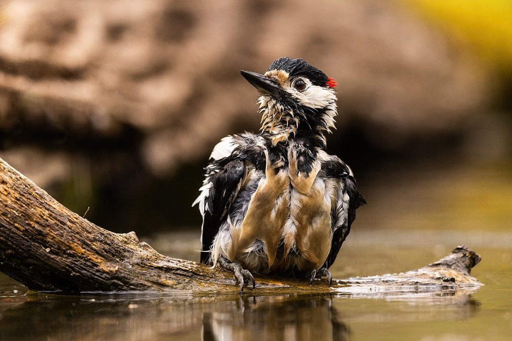 Great-Spotted-Woodpecker62
