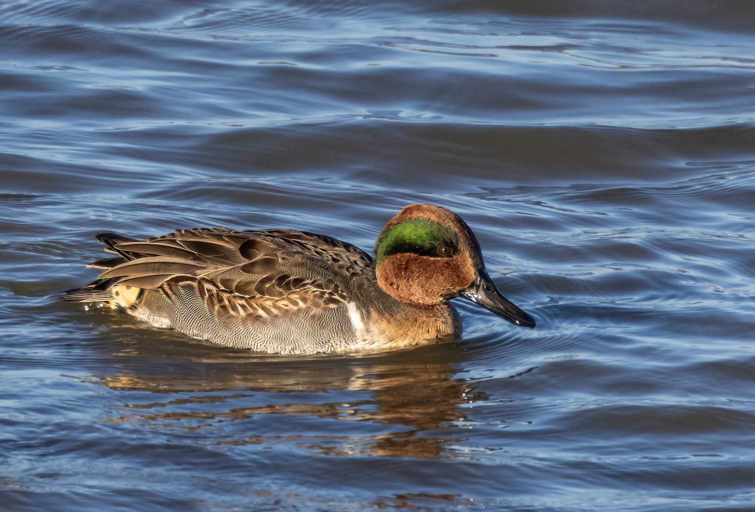 Green-winged-Teal07