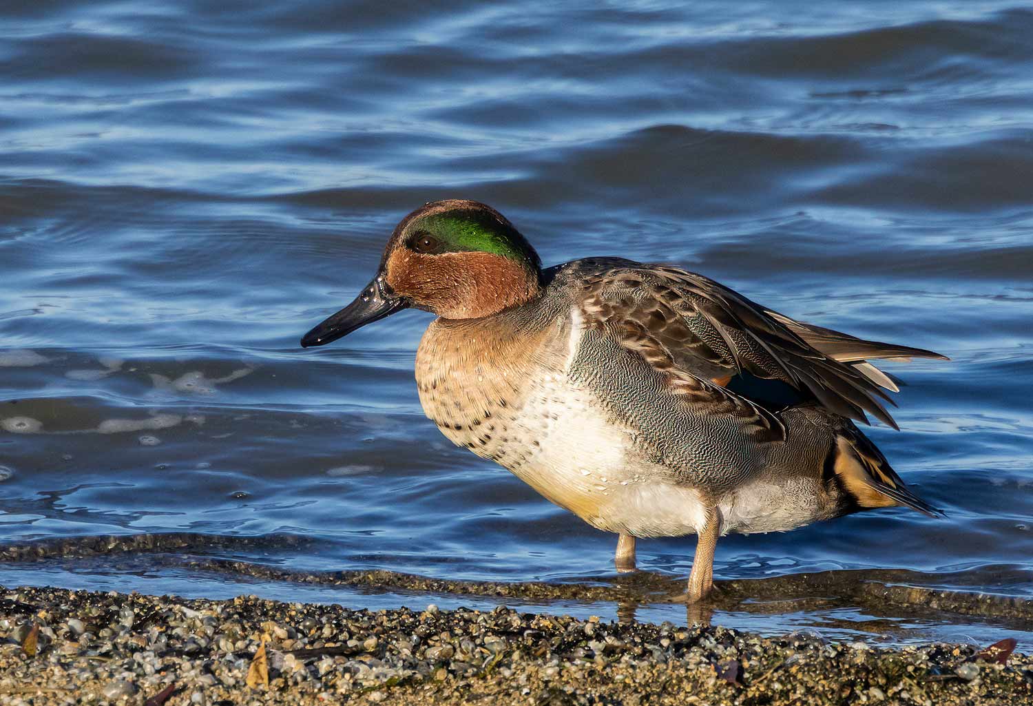 Green-winged-Teal09