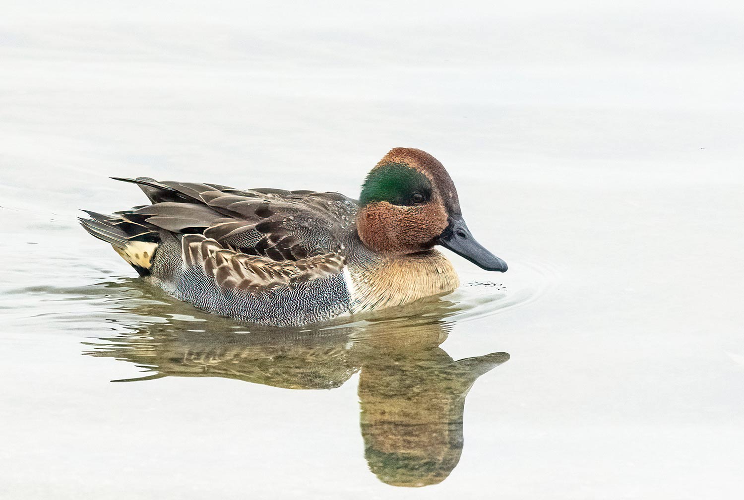 Green-winged-Teal10