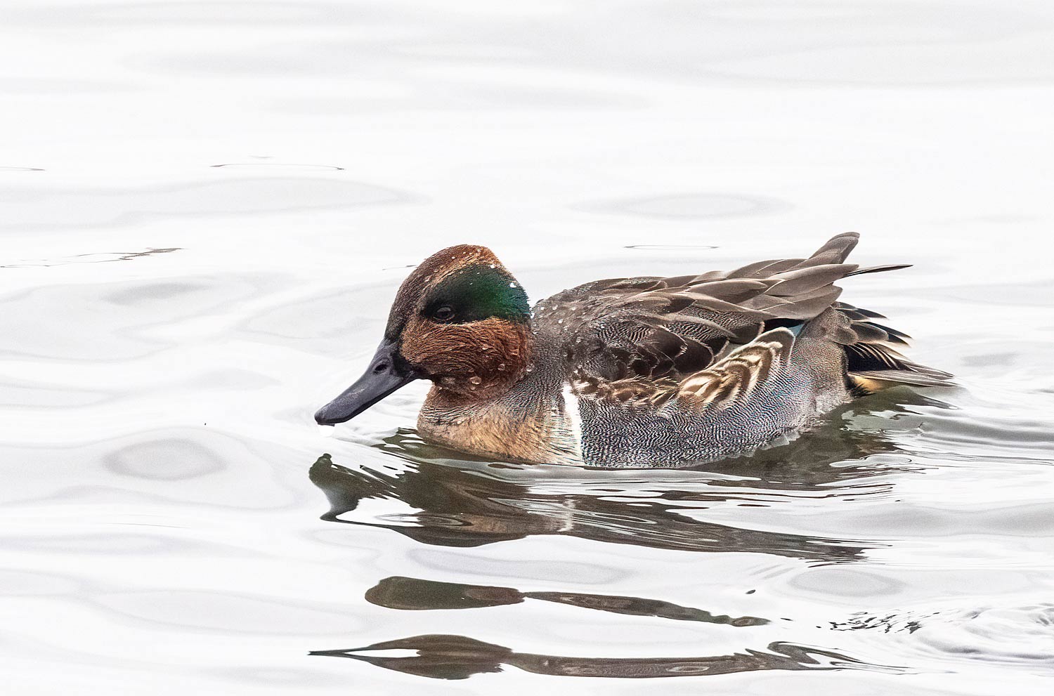 Green-winged-Teal11