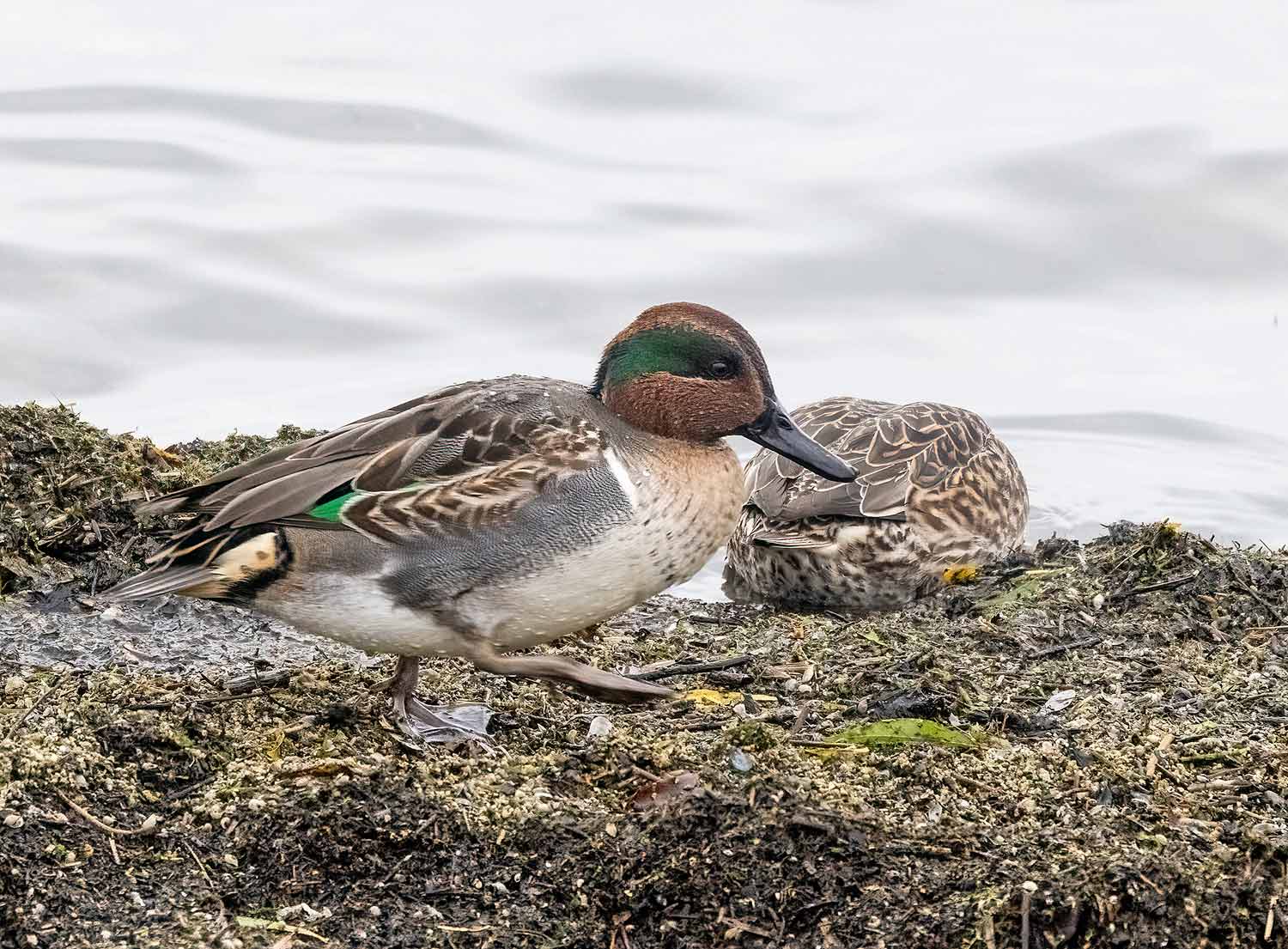 Green-winged-Teal14