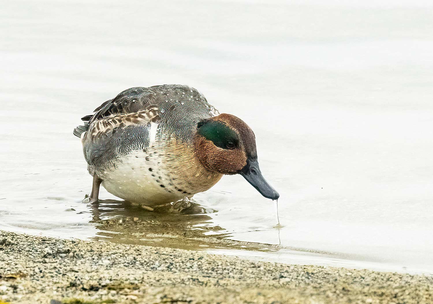 Green-winged-Teal15