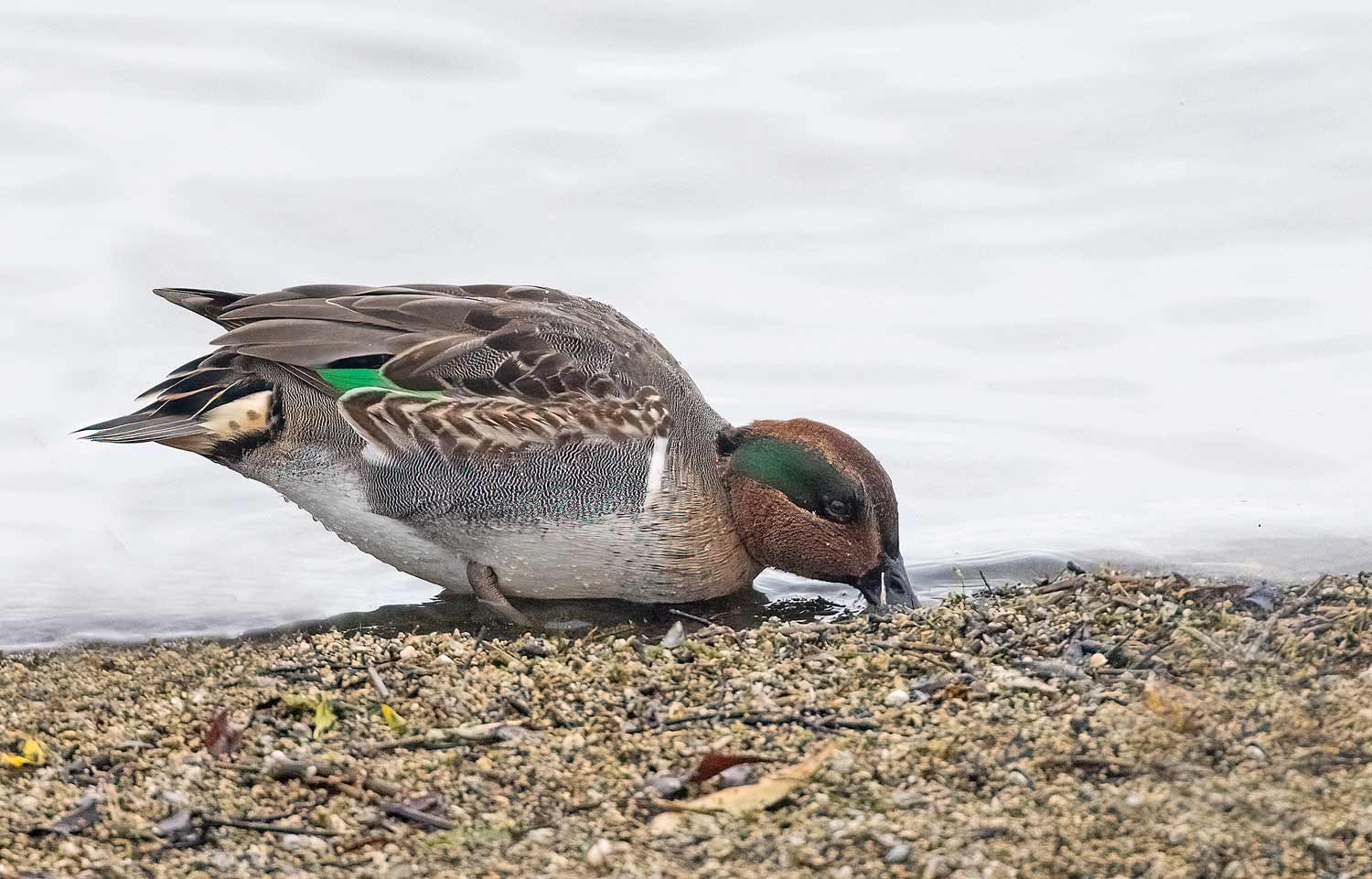 Green-winged-Teal16