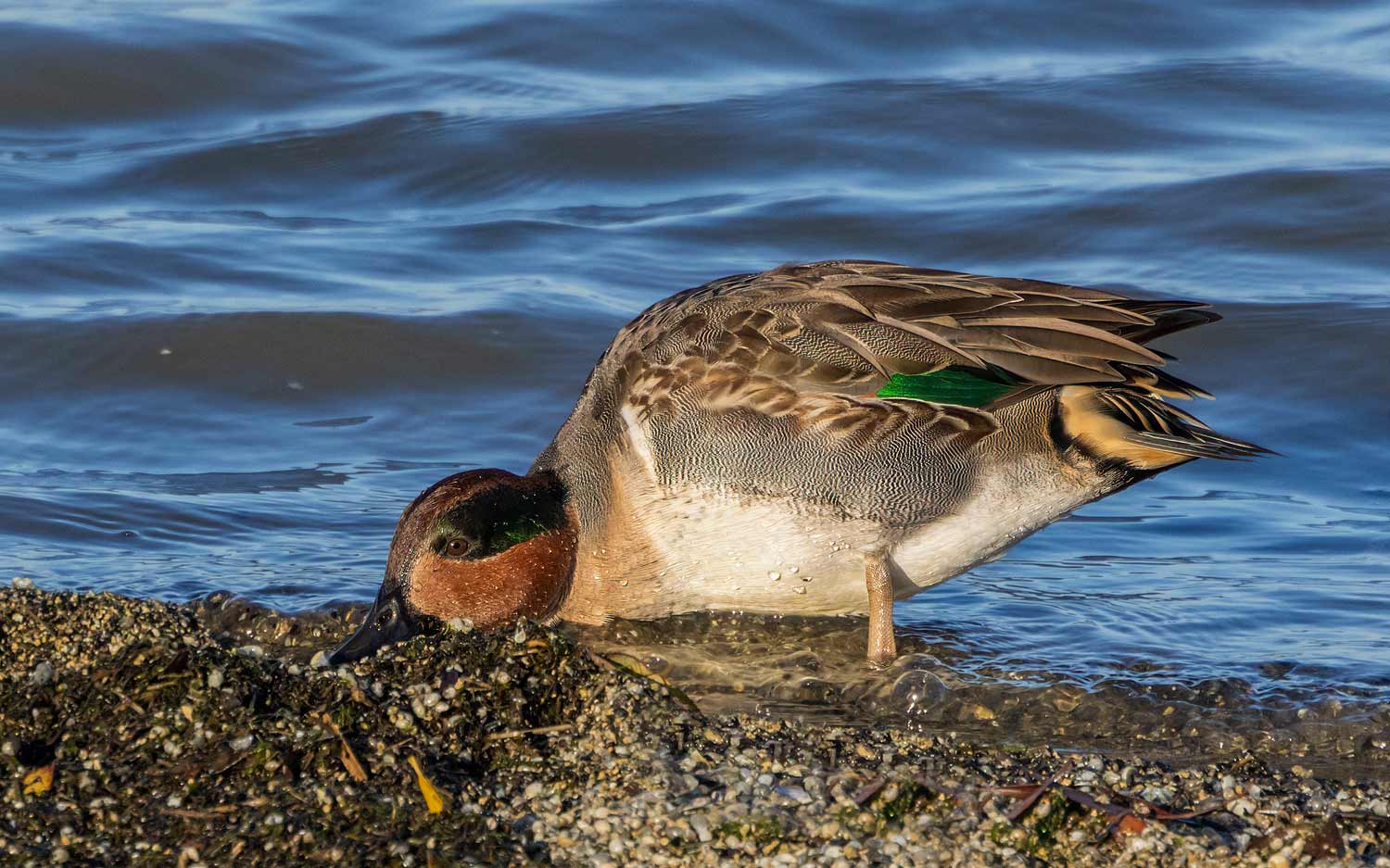 Green-winged-Teal20