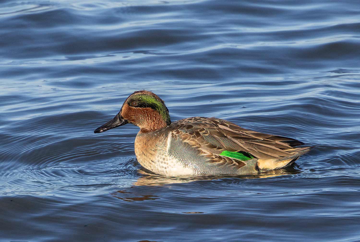 Green-winged-Teal21