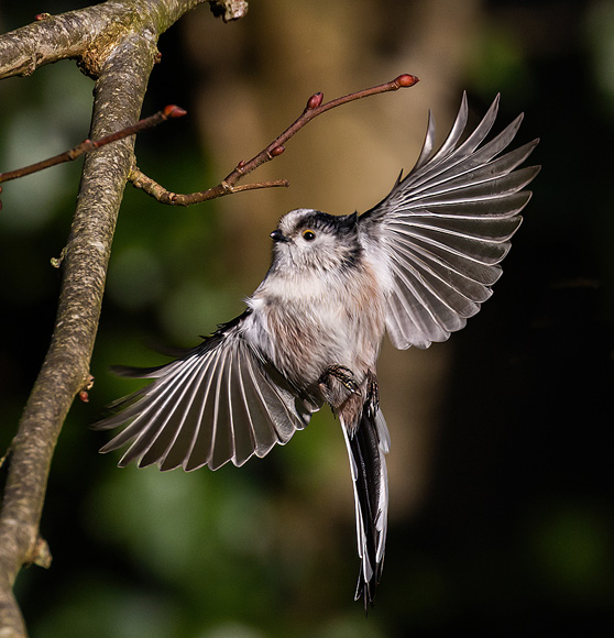 Long-tailed-Tit02