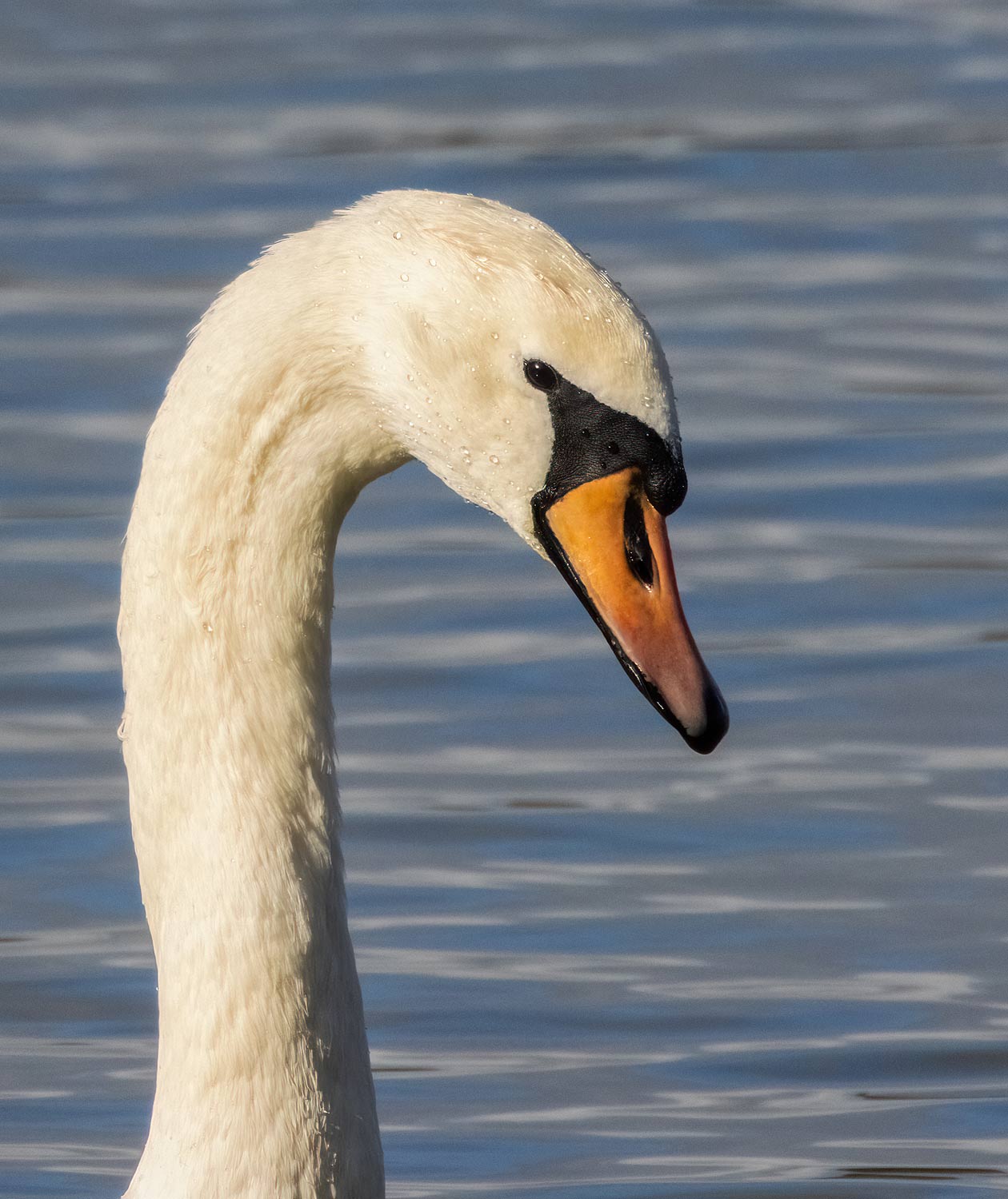 Mute-Swan90