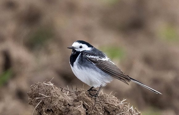 Pied-Wagtail11