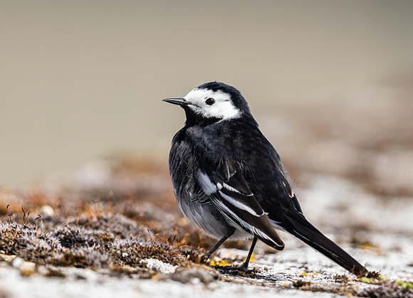 Pied-Wagtail28