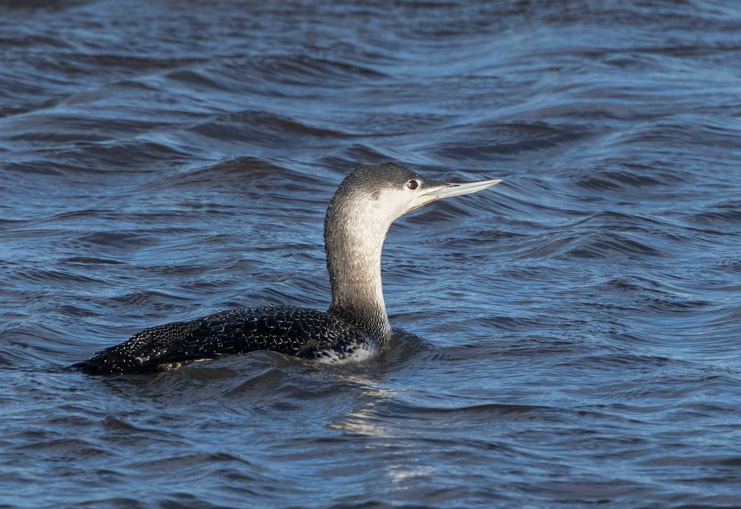 Red-throated-Diver78