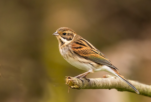 Reed-Bunting59