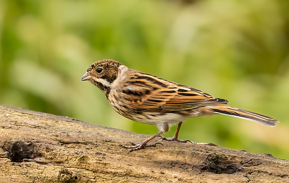 Reed-Bunting60