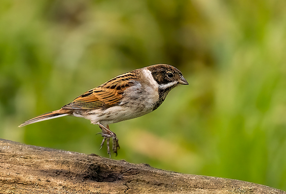 Reed-Bunting61