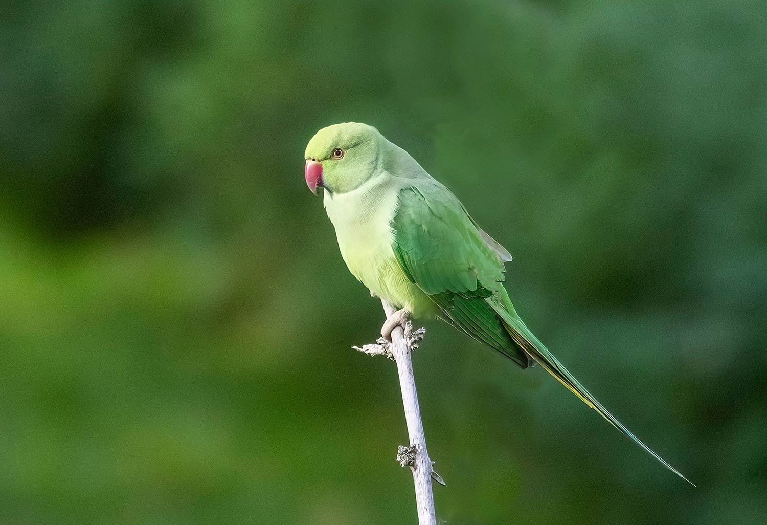 Ring-necked-Parakeet10