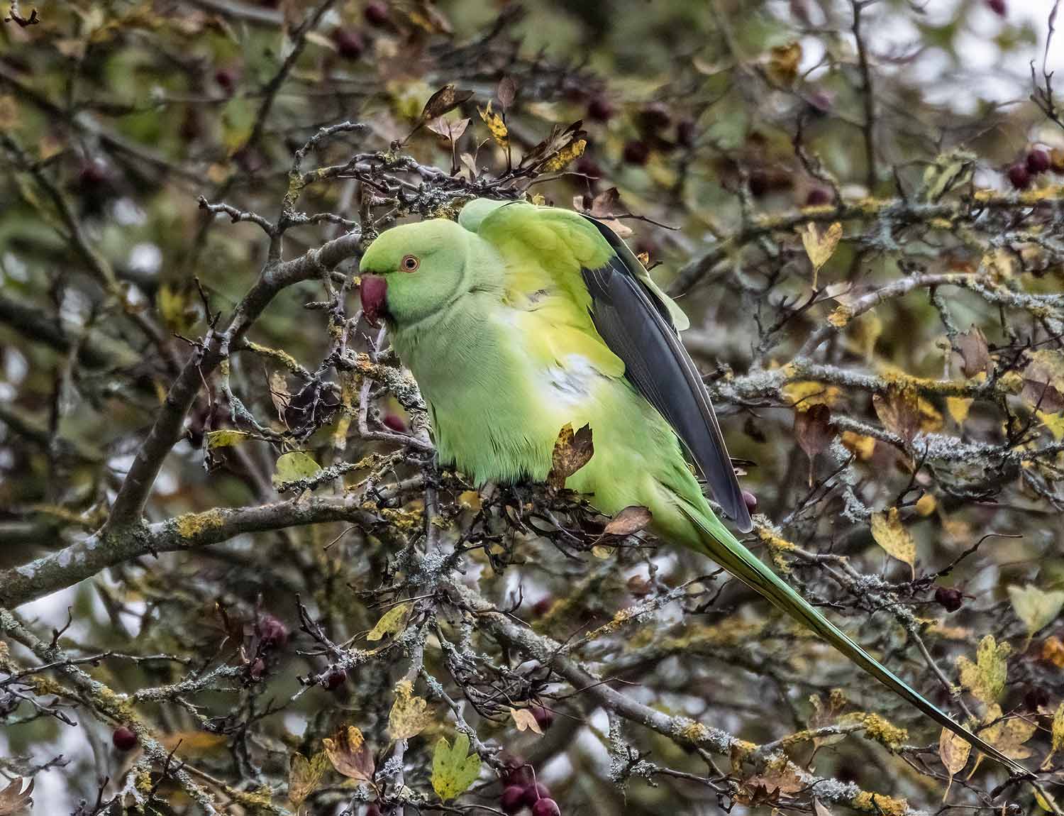 Ring-necked-Parakeet11