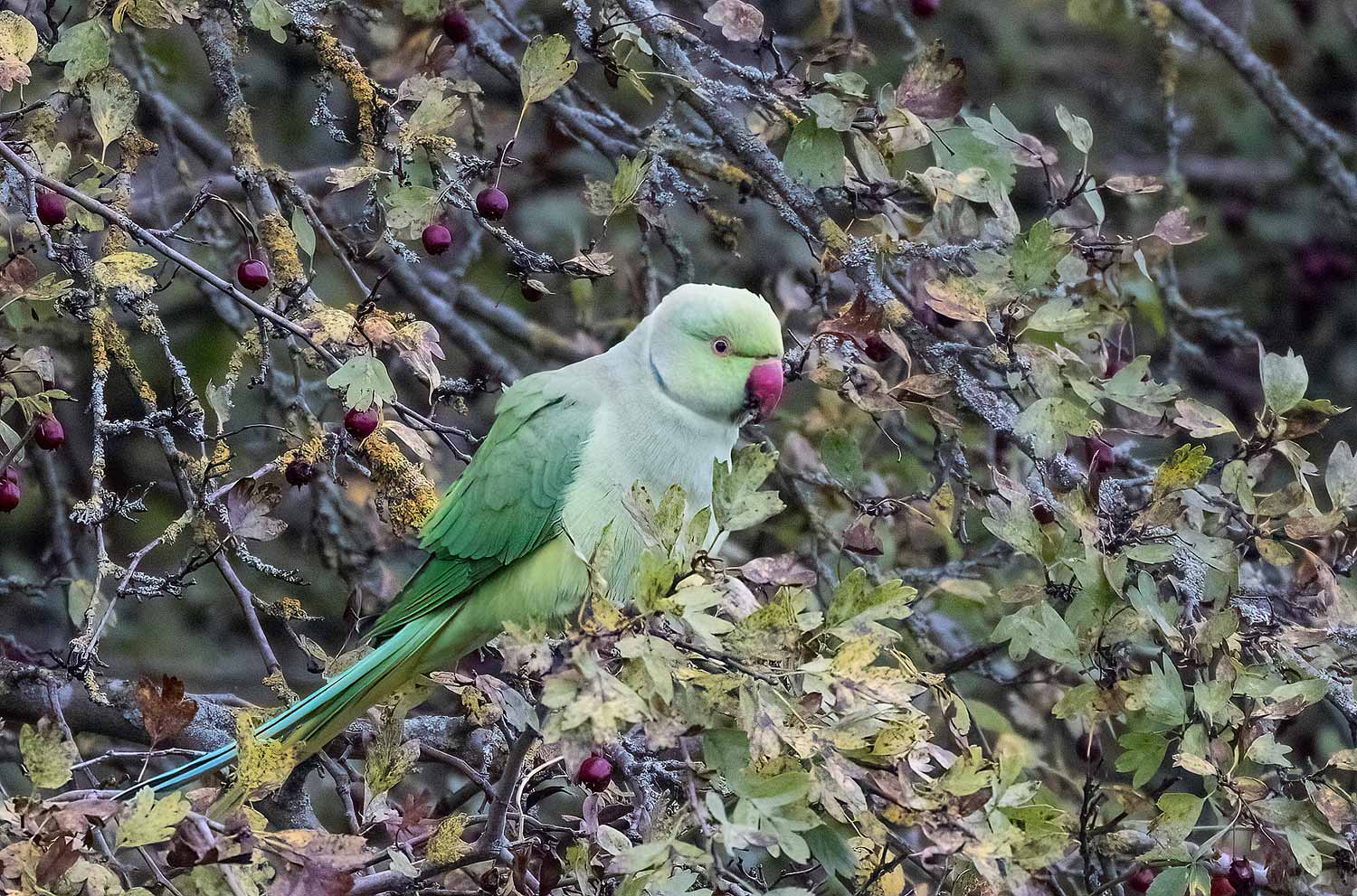 Ring-necked-Parakeet12