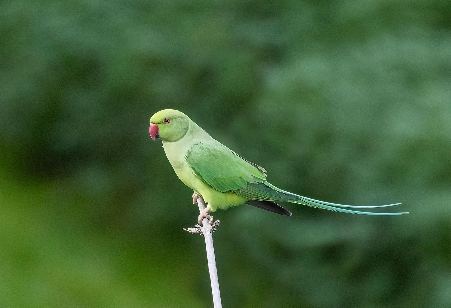 Ring-necked-Parakeet16