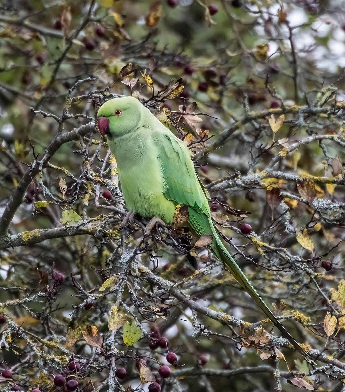 Ring-necked-Parakeet19
