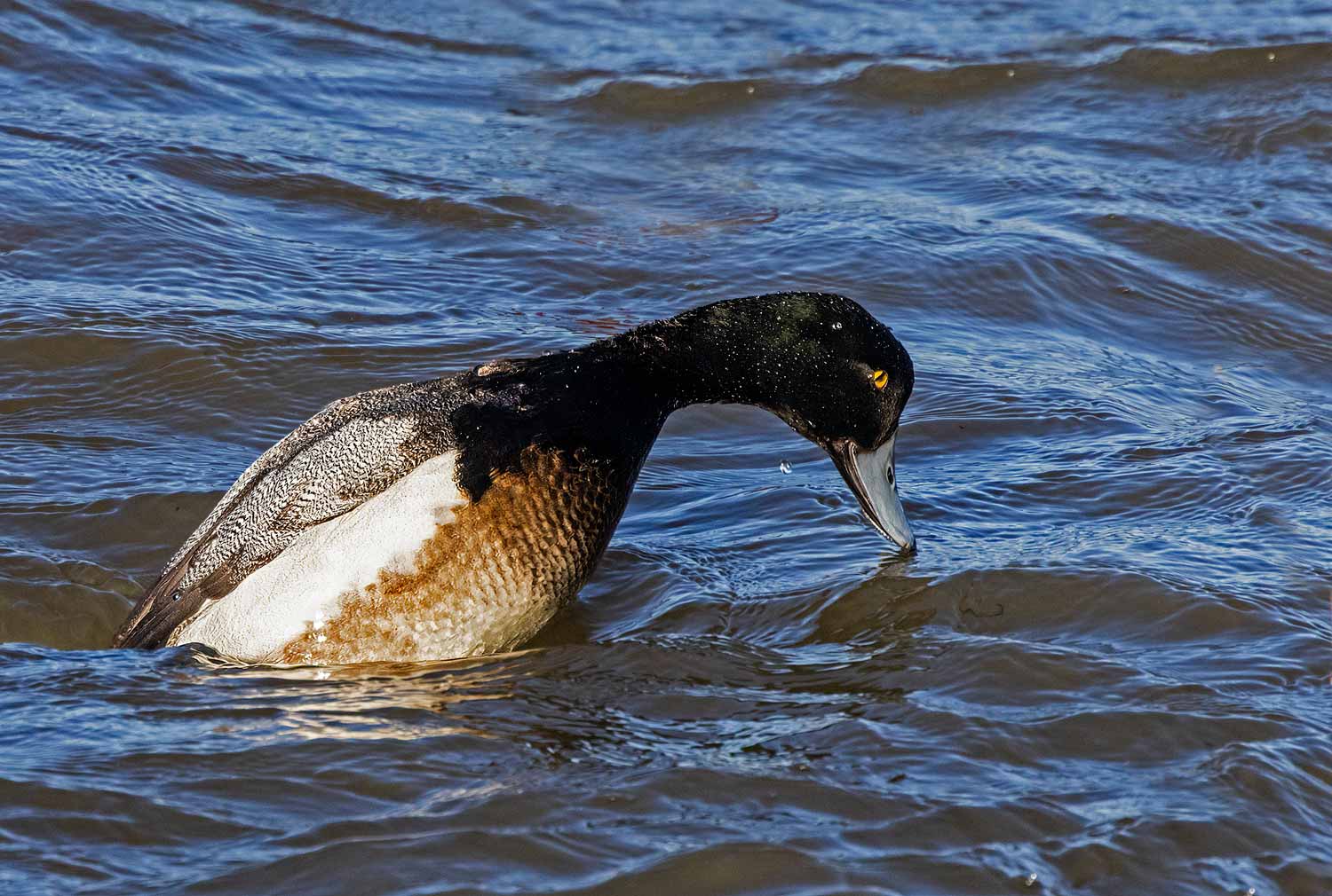 Scaup42