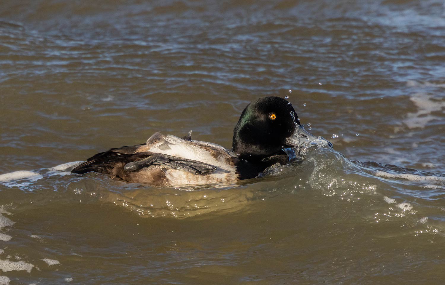 Scaup43