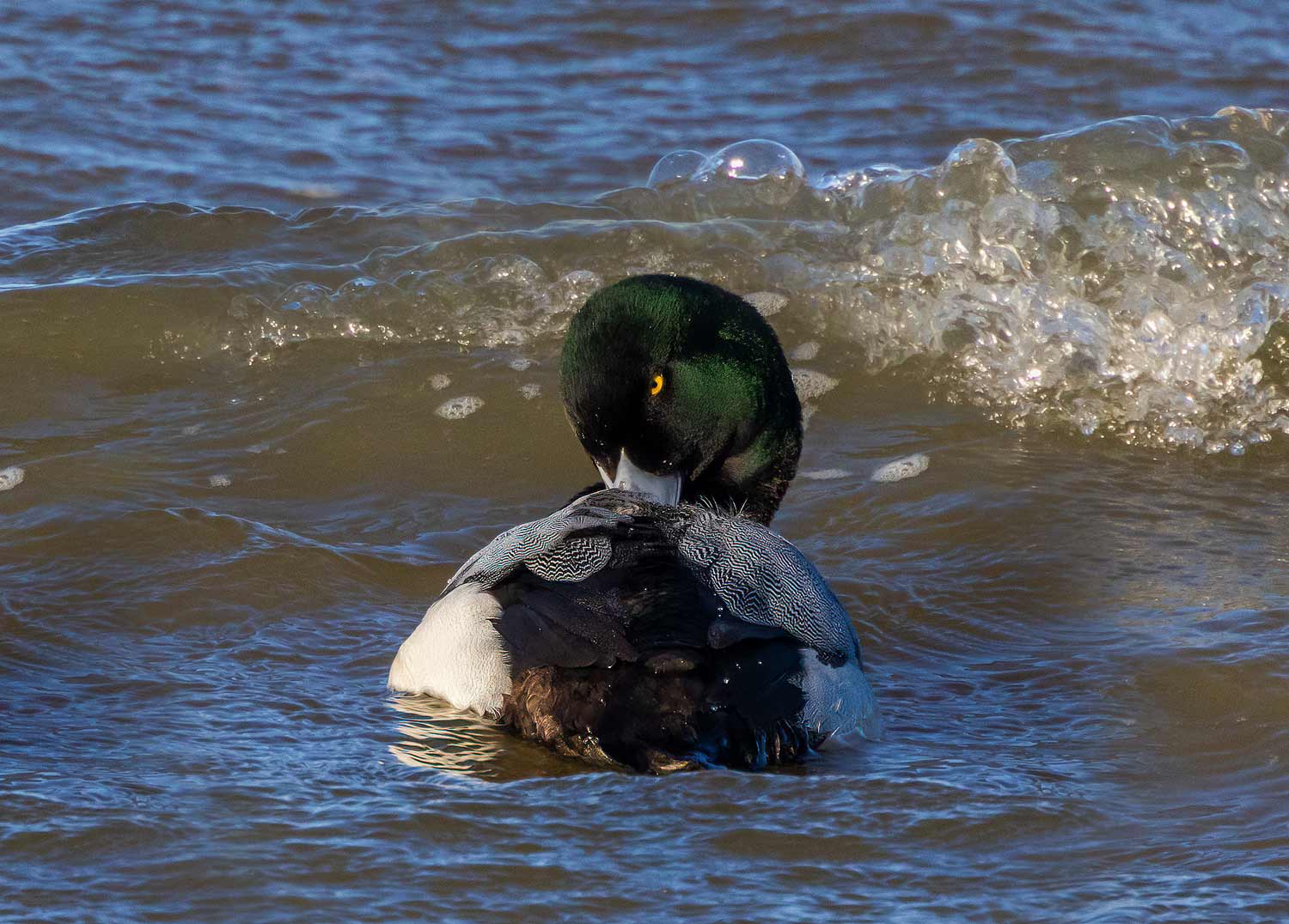 Scaup46
