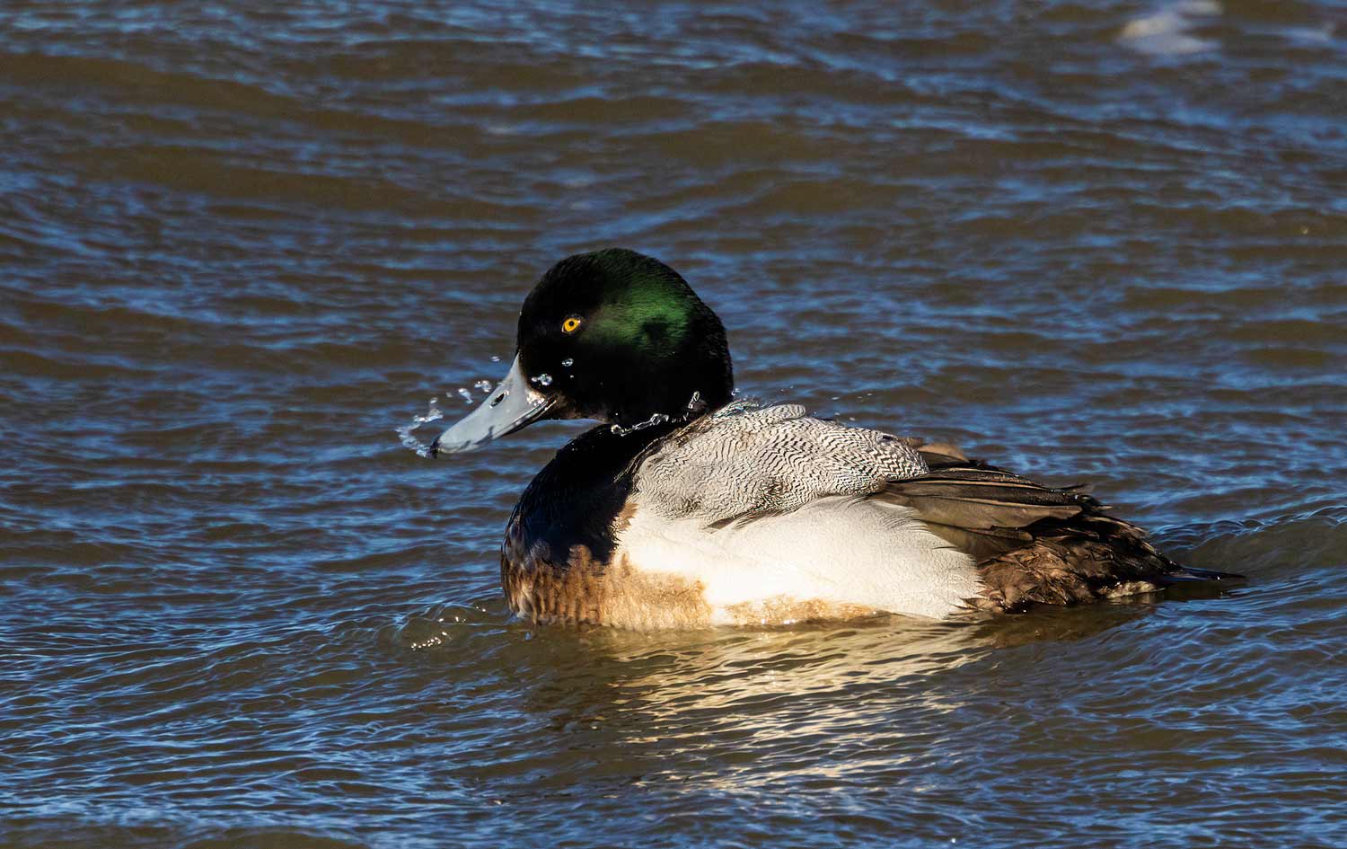 Scaup48
