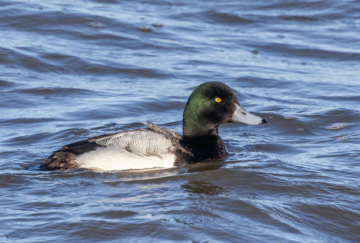 Scaup52