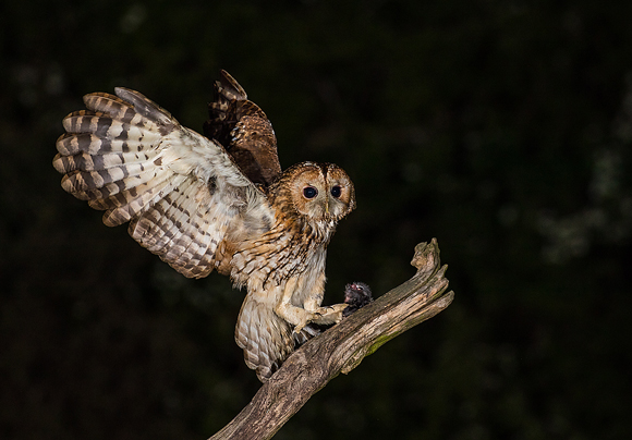 Tawny-Owl01