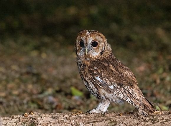 Tawny-Owl56