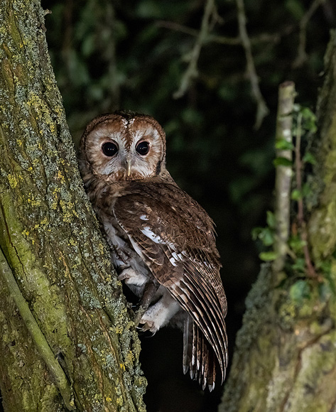 Tawny-Owl57
