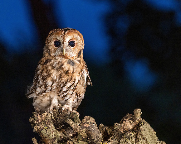 Tawny-Owl59