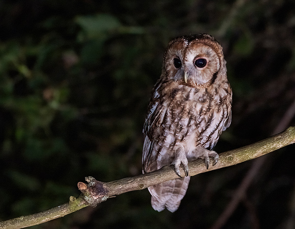 Tawny-Owl60
