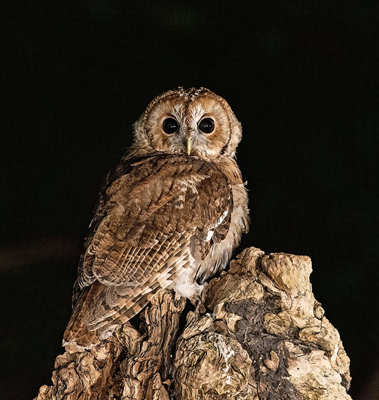 Tawny-Owl66
