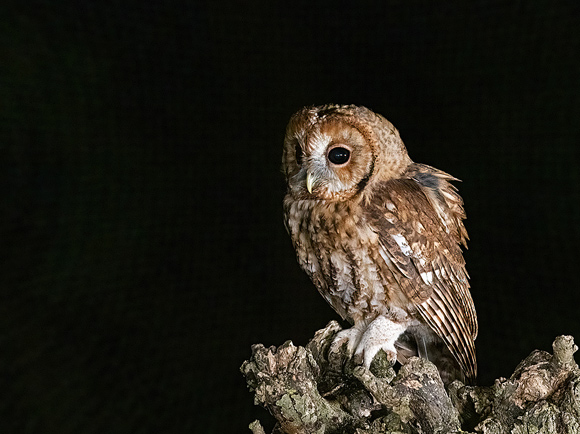 Tawny-Owl67