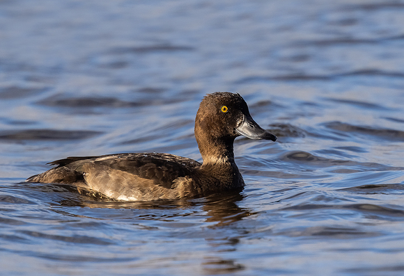 Tufted-Duck56