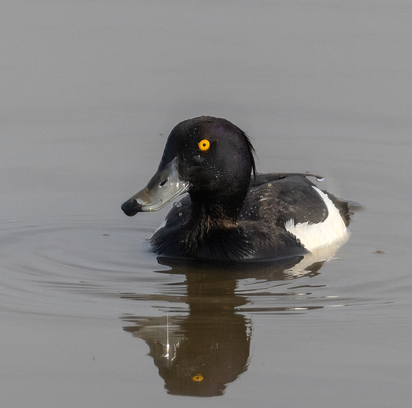 Tufted-Duck58