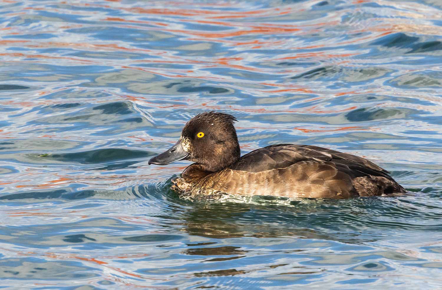 Tufted-Duck62
