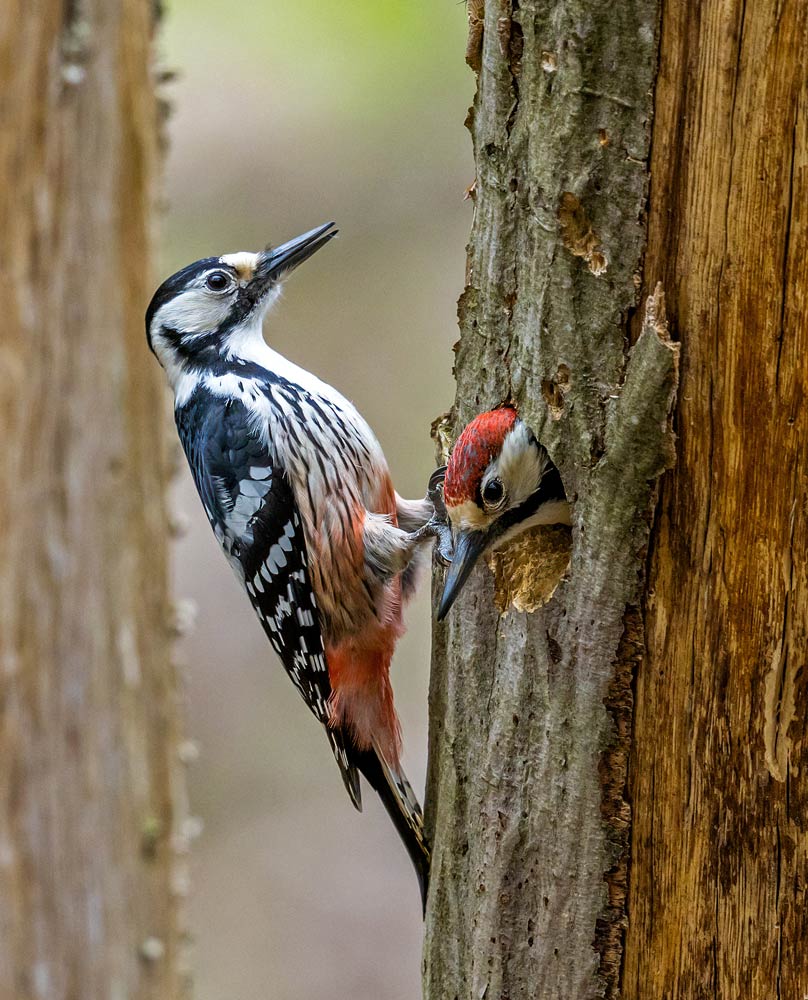 White-backed-Woodpecker10